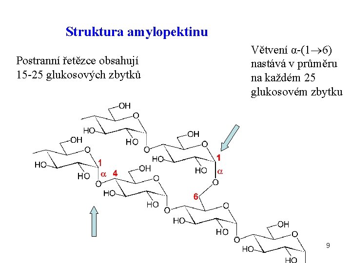 Struktura amylopektinu Postranní řetězce obsahují 15 -25 glukosových zbytků Větvení α-(1 6) nastává v