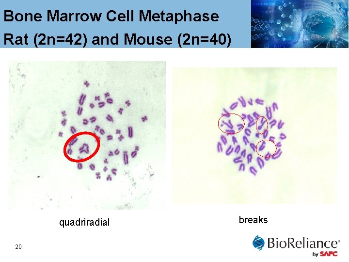 Bone Marrow Cell Metaphase Rat (2 n=42) and Mouse (2 n=40) quadriradial 20 breaks