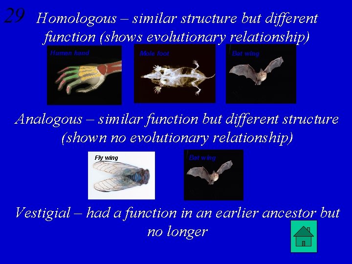 29 Homologous – similar structure but different function (shows evolutionary relationship) Human hand Mole