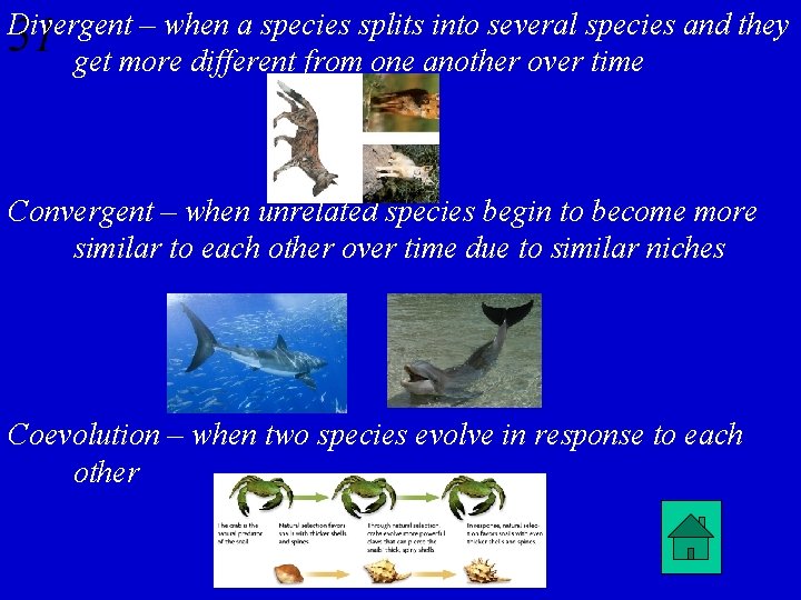 Divergent – when a species splits into several species and they 31 get more
