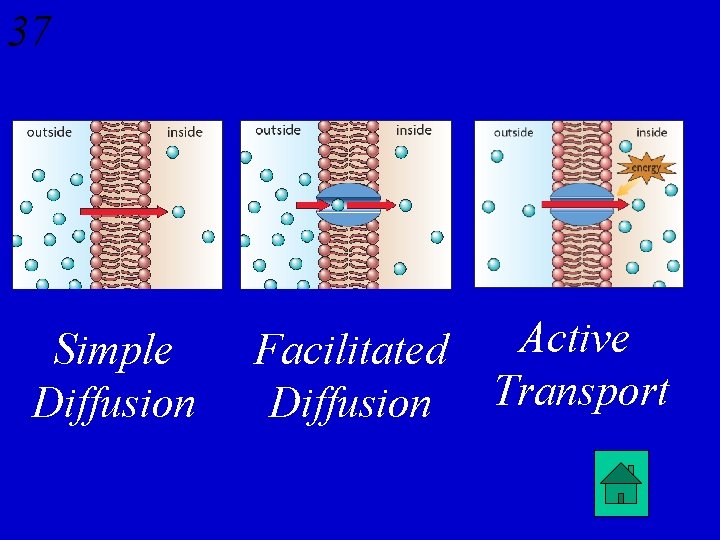 37 Simple Diffusion Facilitated Diffusion Active Transport 