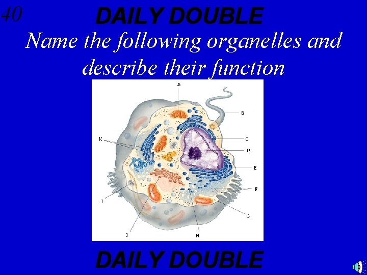 40 DAILY DOUBLE Name the following organelles and describe their function DAILY DOUBLE 
