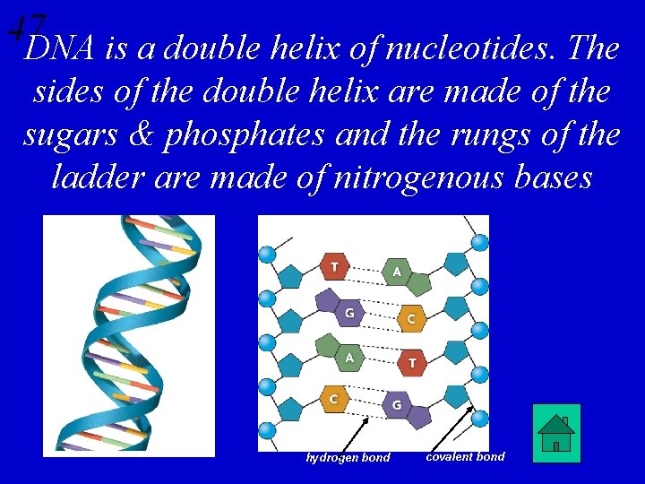 47 DNA is a double helix of nucleotides. The sides of the double helix