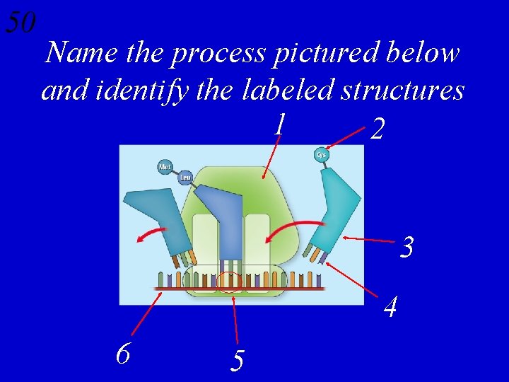 50 Name the process pictured below and identify the labeled structures 1 2 3