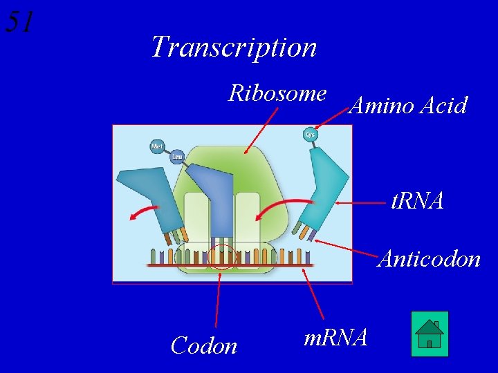 51 Transcription Ribosome Amino Acid t. RNA Anticodon Codon m. RNA 