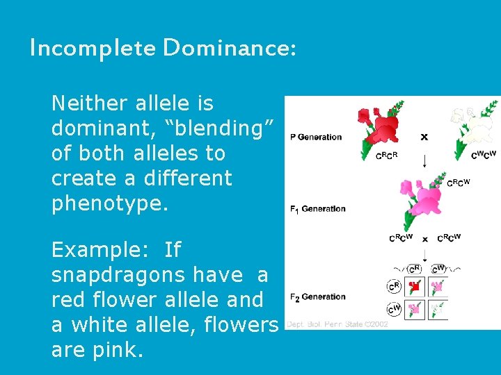 Incomplete Dominance: Neither allele is dominant, “blending” of both alleles to create a different