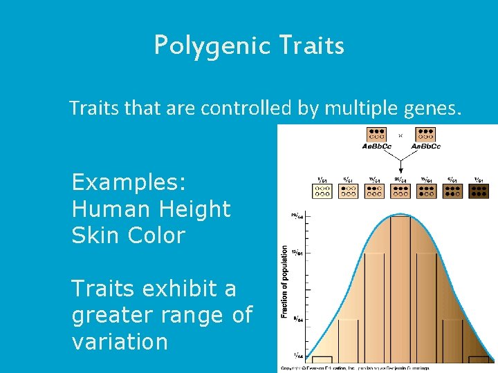 Polygenic Traits that are controlled by multiple genes. Examples: Human Height Skin Color Traits