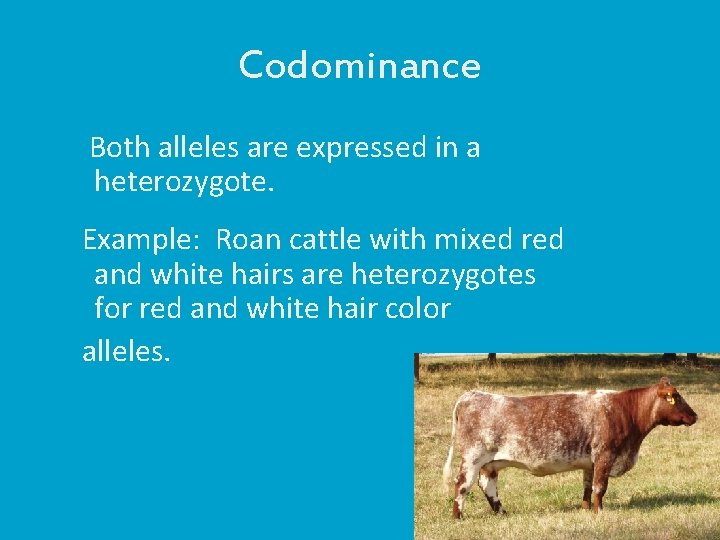 Codominance Both alleles are expressed in a heterozygote. Example: Roan cattle with mixed red