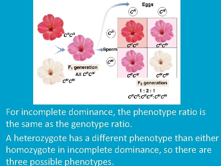 For incomplete dominance, the phenotype ratio is the same as the genotype ratio. A