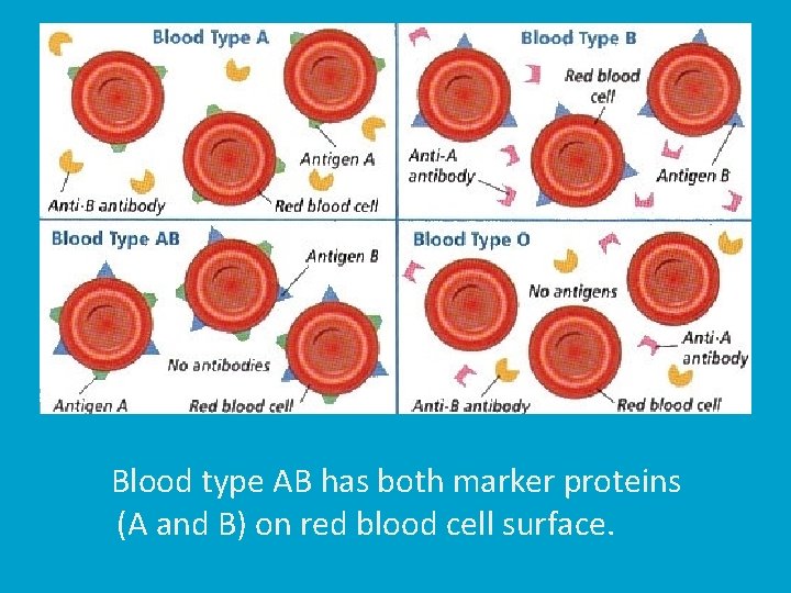 Blood type AB has both marker proteins (A and B) on red blood cell