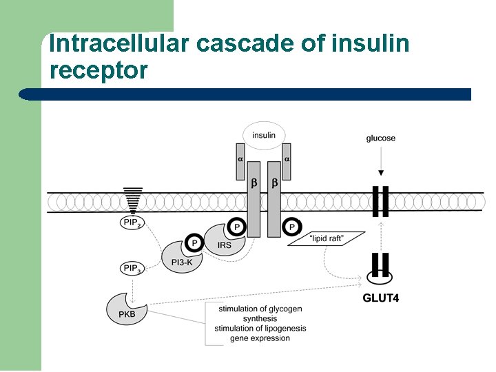 Intracellular cascade of insulin receptor 