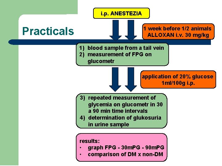 i. p. ANESTEZIA Practicals 1 week before 1/2 animals ALLOXAN i. v. 30 mg/kg