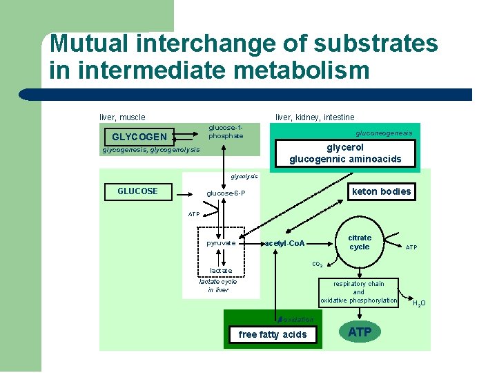 Mutual interchange of substrates in intermediate metabolism liver, muscle liver, kidney, intestine glucose-1 phosphate