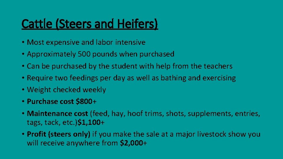 Cattle (Steers and Heifers) • Most expensive and labor intensive • Approximately 500 pounds Cattle (Steers and Heifers) • Most expensive and labor intensive • Approximately 500 pounds
