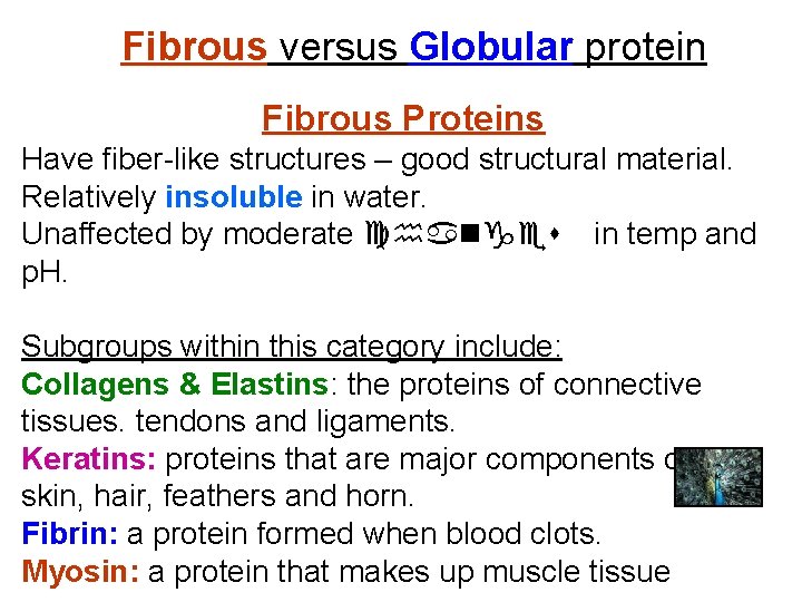 Fibrous versus Globular protein Fibrous Proteins Have fiber-like structures – good structural material. Relatively