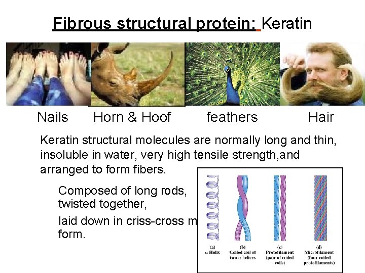 Fibrous structural protein: Keratin Nails Horn & Hoof feathers Hair Keratin structural molecules are