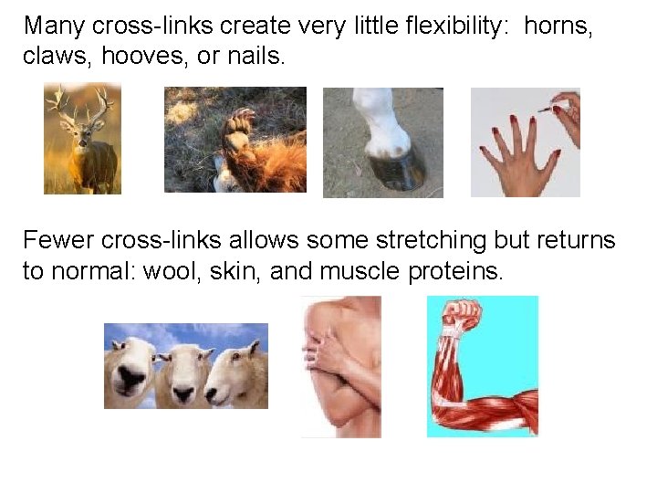 Many cross-links create very little flexibility: horns, claws, hooves, or nails. Fewer cross-links allows