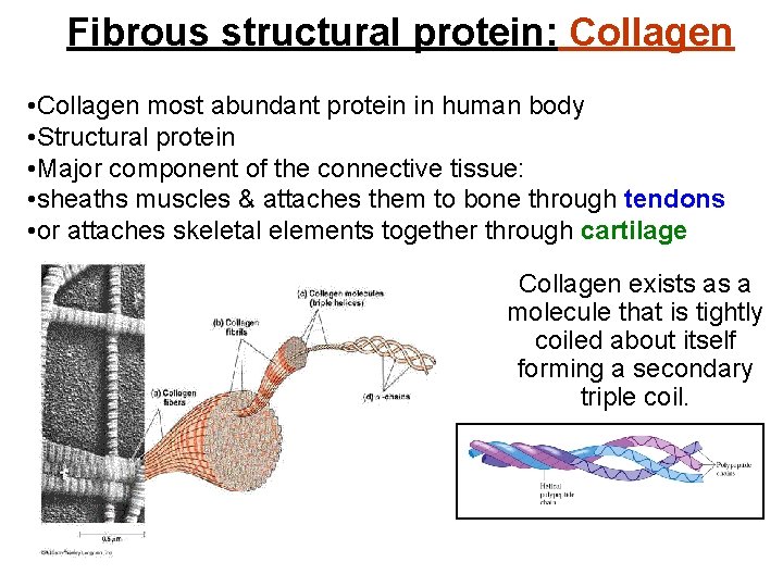 Fibrous structural protein: Collagen • Collagen most abundant protein in human body • Structural
