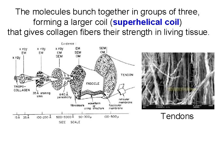 The molecules bunch together in groups of three, forming a larger coil (superhelical coil)
