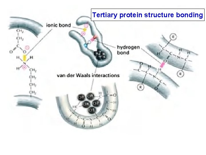 Tertiary protein structure bonding 