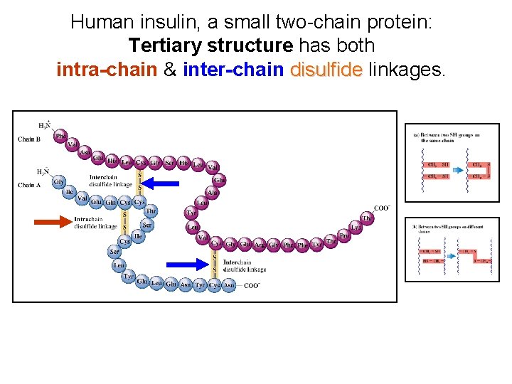 Human insulin, a small two-chain protein: Tertiary structure has both intra-chain & inter-chain disulfide