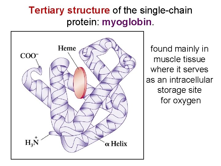 Tertiary structure of the single-chain protein: myoglobin. found mainly in muscle tissue where it