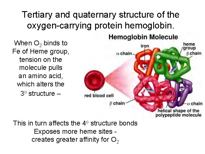 Tertiary and quaternary structure of the oxygen-carrying protein hemoglobin. When O 2 binds to