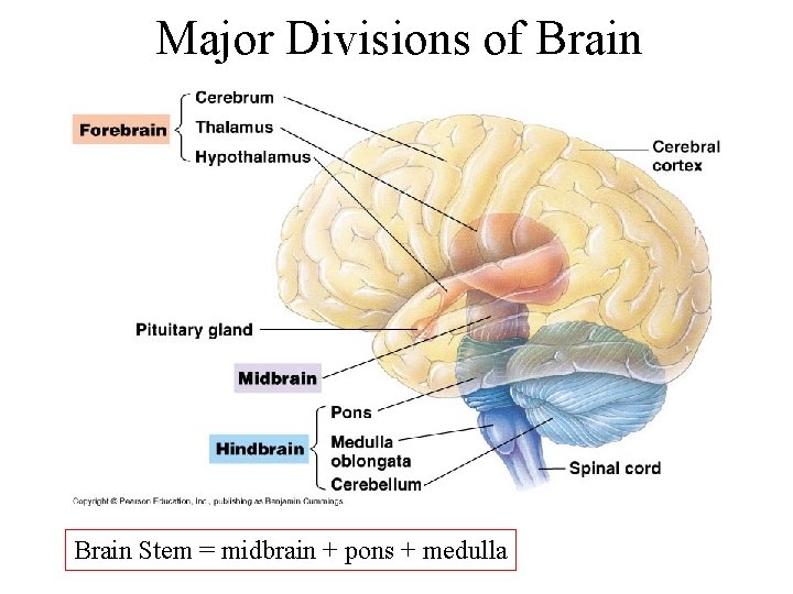 Major Divisions of Brain Stem = midbrain + pons + medulla 