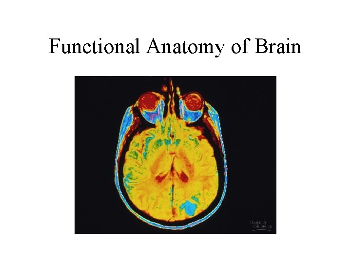 Functional Anatomy of Brain 