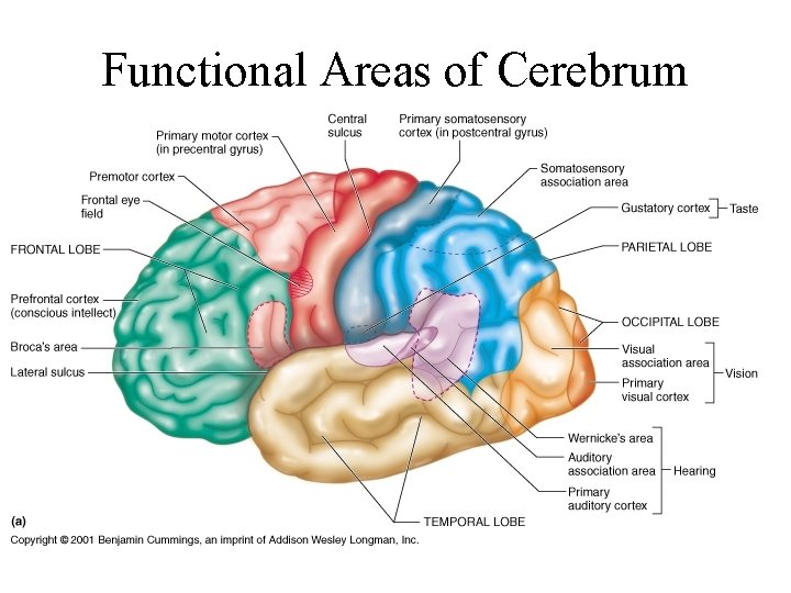 Functional Areas of Cerebrum 