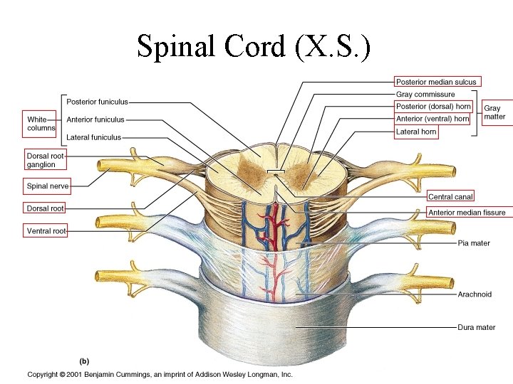 Spinal Cord (X. S. ) 