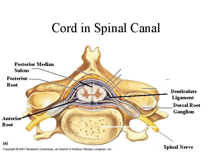 Cord in Spinal Canal Posterior Median Sulcus Posterior Root Denticulate Ligament Dorsal Root Ganglion