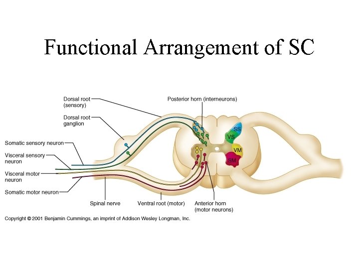 Functional Arrangement of SC 