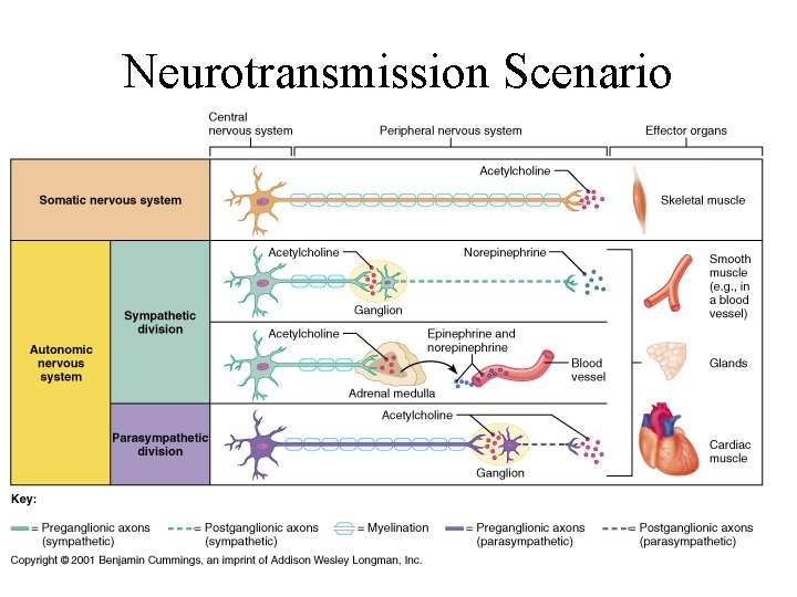 Neurotransmission Scenario 