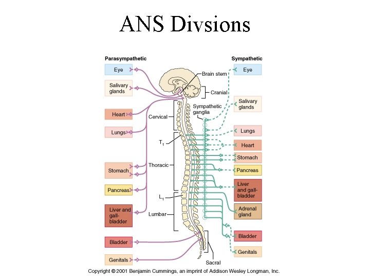 ANS Divsions 
