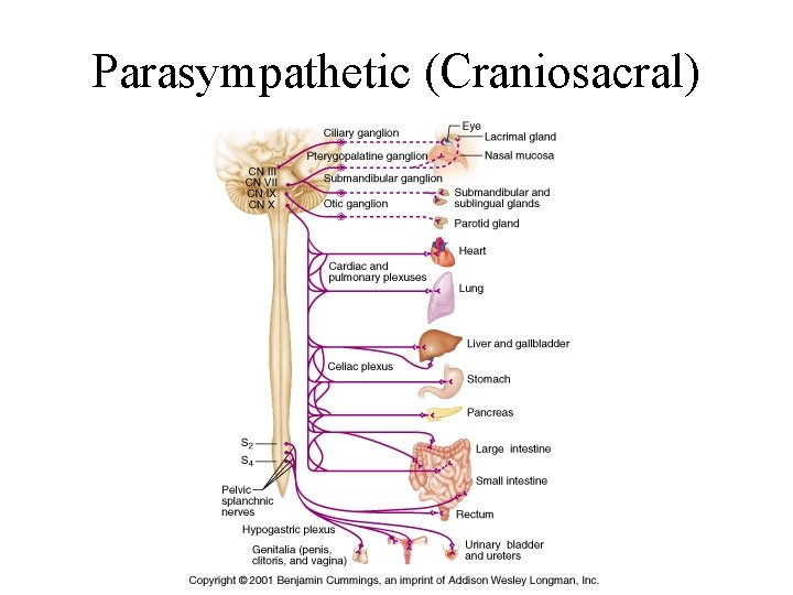 Parasympathetic (Craniosacral) 