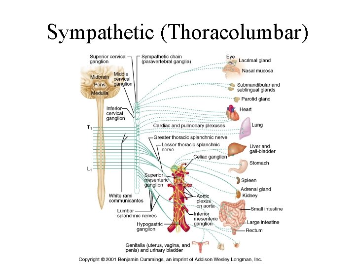 Sympathetic (Thoracolumbar) 