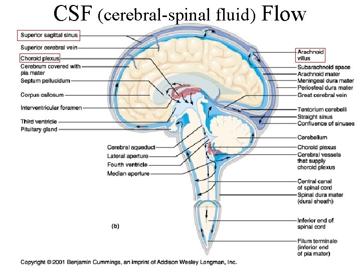 CSF (cerebral-spinal fluid) Flow 