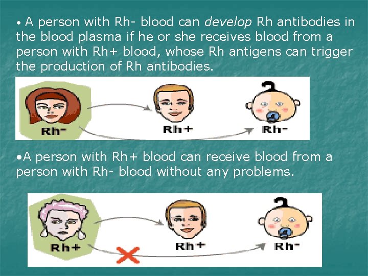  • A person with Rh- blood can develop Rh antibodies in the blood