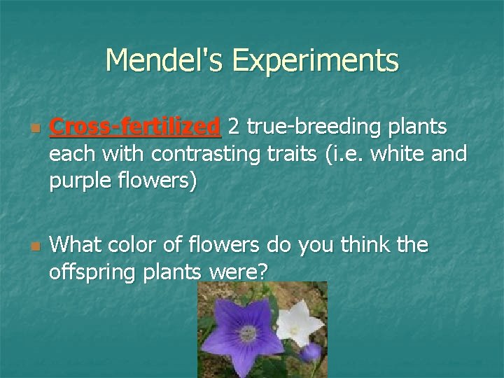 Mendel's Experiments n n Cross-fertilized 2 true-breeding plants each with contrasting traits (i. e.