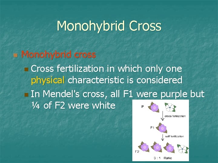 Monohybrid Cross n Monohybrid cross n Cross fertilization in which only one physical characteristic