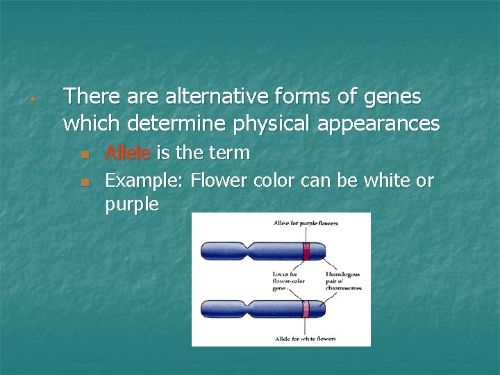  • There alternative forms of genes which determine physical appearances n n Allele