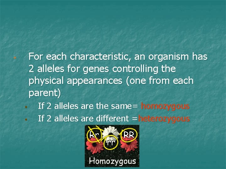 For each characteristic, an organism has 2 alleles for genes controlling the physical appearances