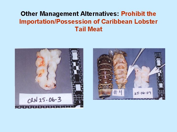Other Management Alternatives: Prohibit the Importation/Possession of Caribbean Lobster Tail Meat 
