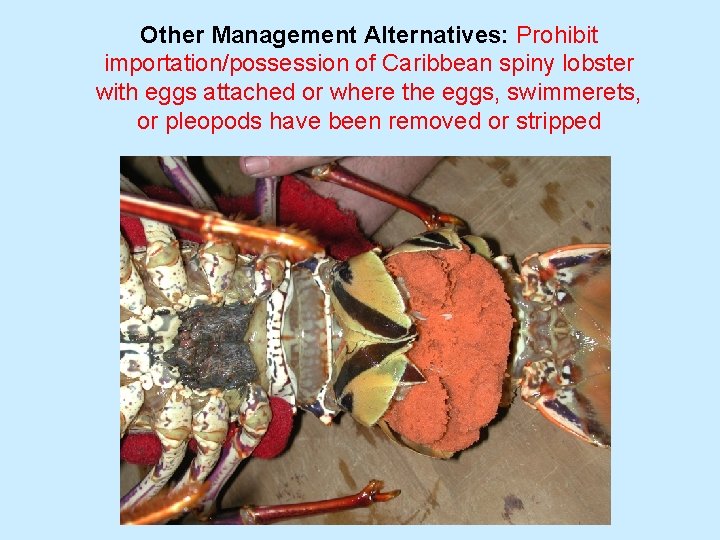 Other Management Alternatives: Prohibit importation/possession of Caribbean spiny lobster with eggs attached or where