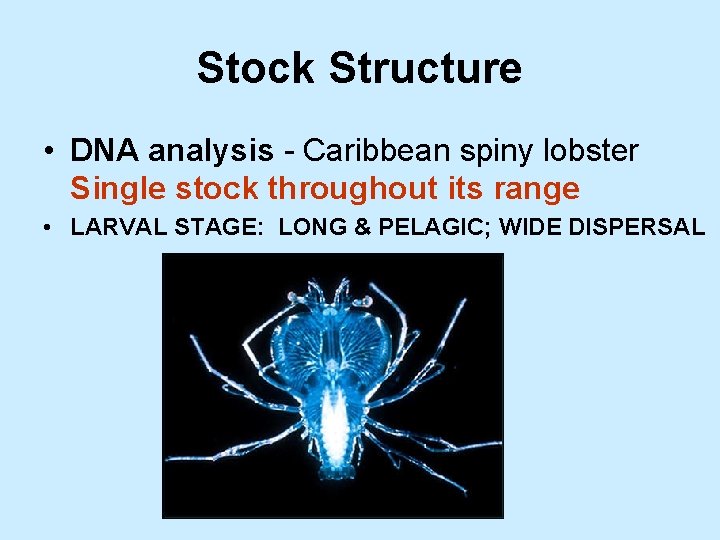 Stock Structure • DNA analysis - Caribbean spiny lobster Single stock throughout its range