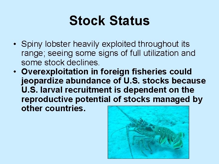 Stock Status • Spiny lobster heavily exploited throughout its range; seeing some signs of