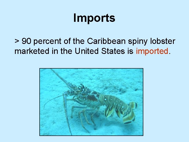 Imports > 90 percent of the Caribbean spiny lobster marketed in the United States