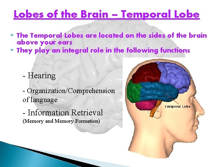 Lobes of the Brain – Temporal Lobe The Temporal Lobes are located on the