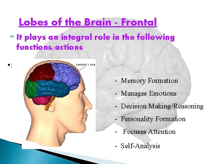 Lobes of the Brain - Frontal It plays an integral role in the following